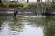 Výlov rybníčka ve Vrbně